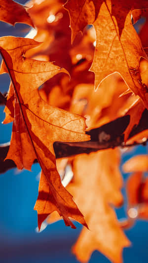 Trees With Fall Leaves Iphone Wallpaper