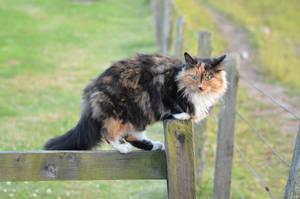Tri-colored Cat On Fence Wallpaper
