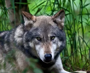 Triadic Color Wolf Wallpaper