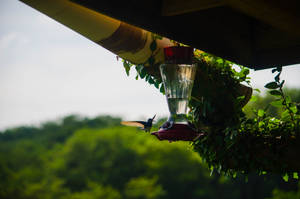 Trinidad And Tobago Hummingbird Feeder Wallpaper