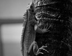 Trinidad And Tobago Monochrome Iguana Wallpaper