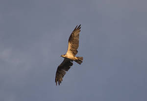 Trinidad And Tobago Osprey Wallpaper