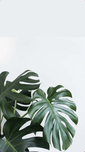 Tropical Aesthetic Monstera Wallpaper