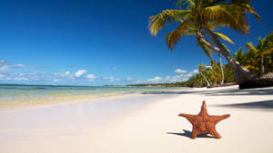 Tropical Beach Area And Starfish Wallpaper