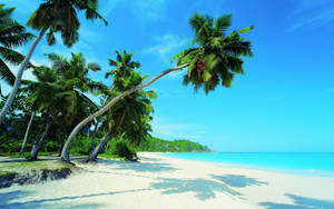 Tropical Beach Natural Paradise Wallpaper