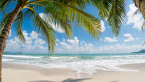 Tropical Beach Scene Landscape Summer Wallpaper