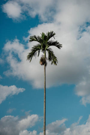 Tropical Cloudscape On Iphone Screen Wallpaper