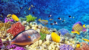 Tropical Fish Deep Water Wallpaper