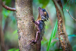 Tropical Iguana Climbing Tree.jpg Wallpaper