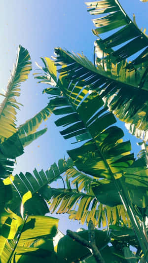 'tropical Paradise: Aesthetic Palm Leaves' Wallpaper