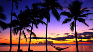 Tropical Sunset Beach Relaxing Palm Trees Wallpaper