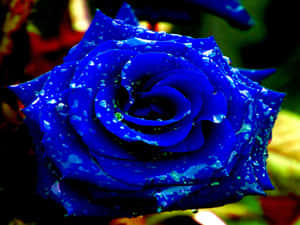 True Beauty Of A Blue Rose Wallpaper