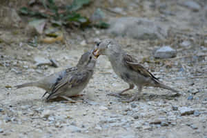 True Sparrow Mother Bird Wallpaper