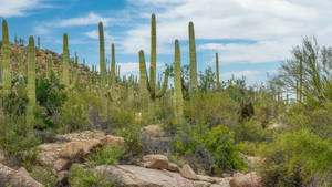 Tucson Cacti Desert Wallpaper