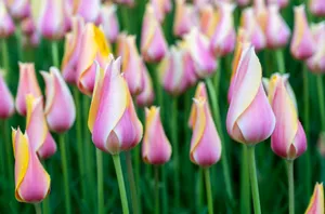 Tulip Field In April Wallpaper