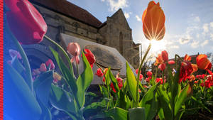 Tulips At University Of Kansas Wallpaper