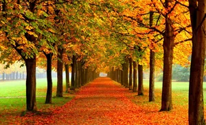 Tumblr Ipad Autumn Nami Island Wallpaper
