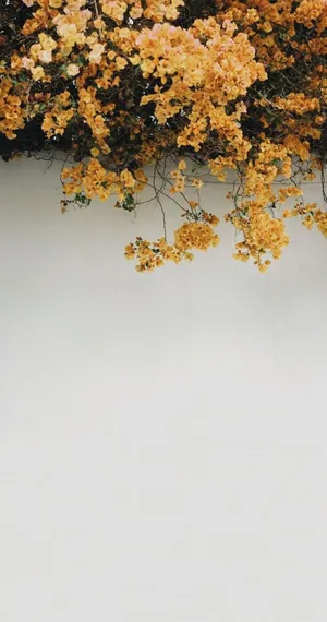 Tumblr Photography Golden Leaves Over A Wall Wallpaper