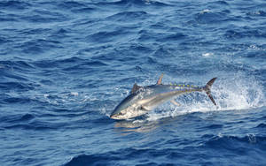 Tuna Jumping Out In The Ocean Wallpaper