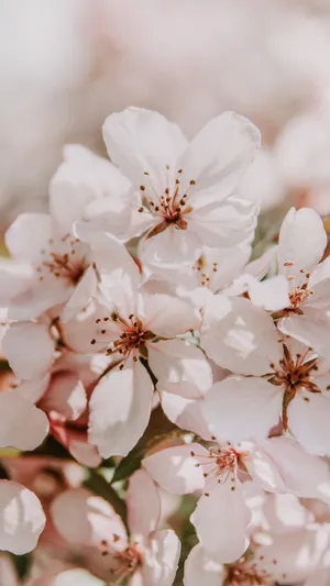 Turn Your Phone Into A Floral Fantasy With This Beautiful Light Pink Floral Iphone Wallpaper. Wallpaper