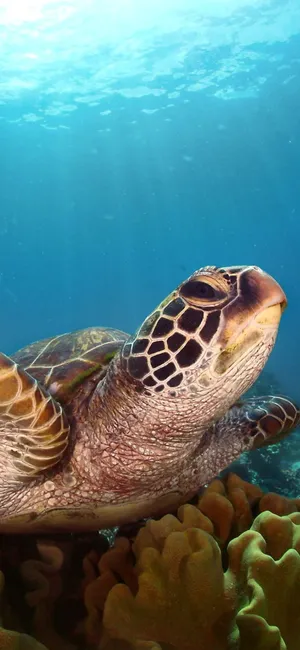 Turtle Light Iphone Hd Wallpaper
