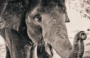 Tuskless Old Elephant Wallpaper