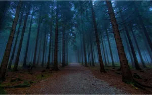 Twilight Aesthetic Trees Wallpaper