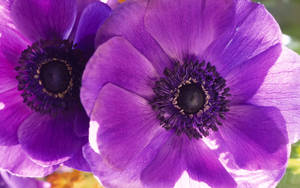 Twin Purple Anemone Flowers Wallpaper