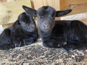 Two Adorable American Pygmy Goat Kids Wallpaper