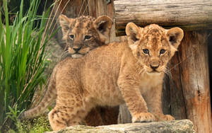 Two Adorable Lion Cubs Wallpaper