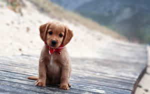 Two Adorable Little Puppies Enjoying Playtime Wallpaper