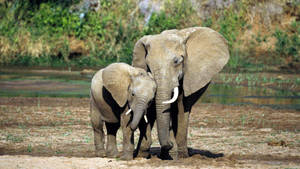 Two African Elephants In The Savannah Wallpaper