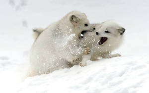 Two Baby Arctic Foxes Wallpaper