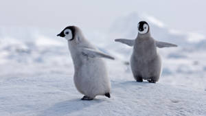 Two Baby Penguins Playing Wallpaper