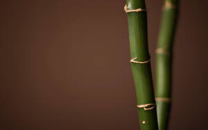 Two Bamboo Sticks Wallpaper