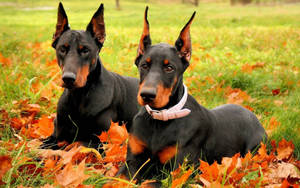 Two Black And Rust Doberman Pinschers Wallpaper