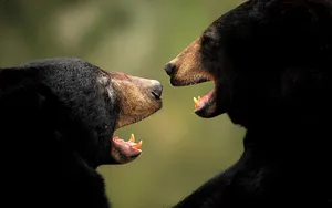 Two Black Bears Wallpaper