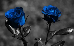 Two Blue Roses Are Shown In Black And White Wallpaper