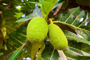 Two Breadfruit Fruit Wallpaper