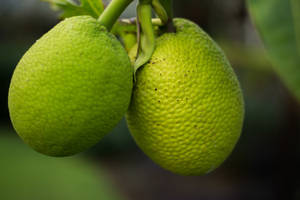 Two Breadfruit Textures Wallpaper