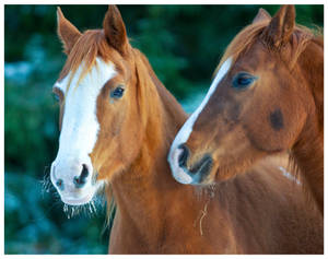 Two Brown And White Foal Headshot Wallpaper