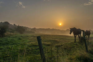 Two Brown Horses On Open Field During Sunrise Wallpaper