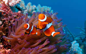 Two Clown Fish Swimming In An Anemone Wallpaper