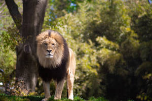 Two Colored Barbary Lion Wallpaper