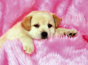 Two Cute And Cuddly Pink Puppies Sharing A Tender Moment. Wallpaper