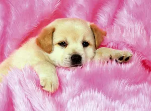 Two Cute And Cuddly Pink Puppies Sharing A Tender Moment. Wallpaper