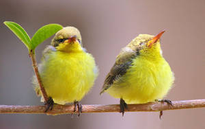 Two Cute Yellow Canaries Wallpaper