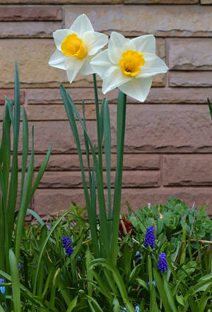 Two Daffodil Flowers Wallpaper