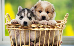 Two Dogs On Basket Wallpaper