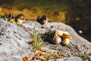 Two Ducklings Awesome Animal Wallpaper
